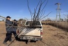 Culminó la primera etapa de forestación en la Planta de RSU