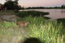 Un carpincho ingresó a la ciudad y fue trasladado al Paseo del Lago