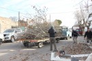 Siguiendo el plan de acción elaborado, avanza la poda del arbolado