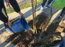 Integrantes de la Agrupación Scout plantan árboles por la ciudad 