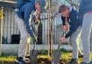 Integrantes de la Agrupación Scout plantan árboles por la ciudad 