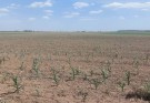 Tres Lomas insiste en que se declare la emergencia agropecuaria