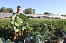 La unidad hortícola “Volver a la tierra” cosechó repollos gigantes