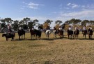 Se realizó la tradicional Jineteada de los Agrarios