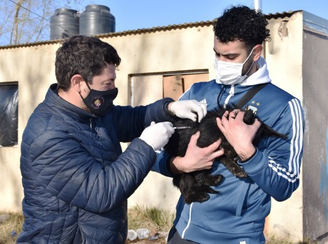 Continúa la vacunación antirrábica para perros y gatos