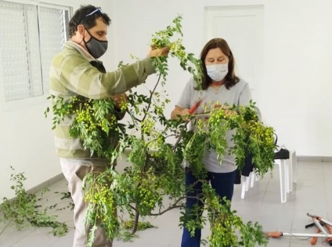 Curso de poda de árboles ornamentales