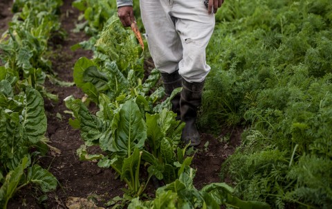  Venta de verduras locales en la Plaza Principal de Salliqueló