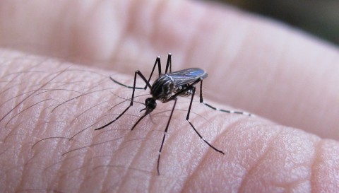 Desde la provincia alertan por casos de dengue