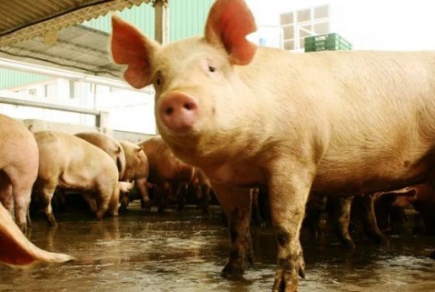 Detectaron un nuevo caso de triquinosis en un cerdo de faena familiar