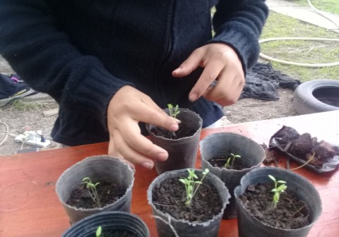 Dictarán un Taller de Jardinería Integral