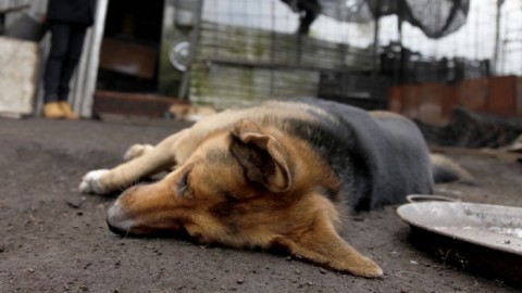 Se detectaron nuevamente perros envenenados