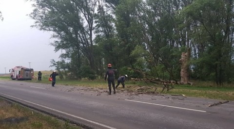 Cayó un árbol sobre Ruta 85