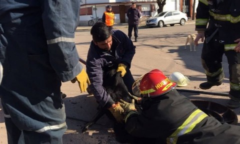 Bomberos Voluntarios rescataron un perro de una alcantarilla