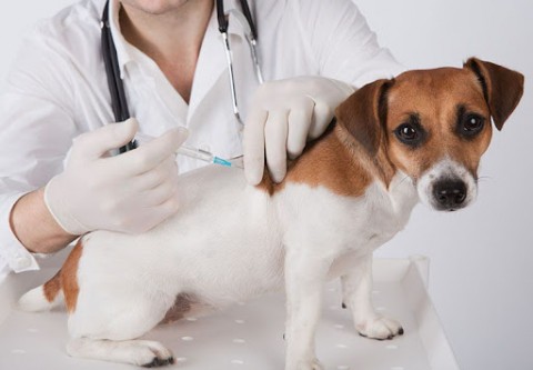 Realizan vacunaciones antirrábicas y desparasitaciones de mascotas