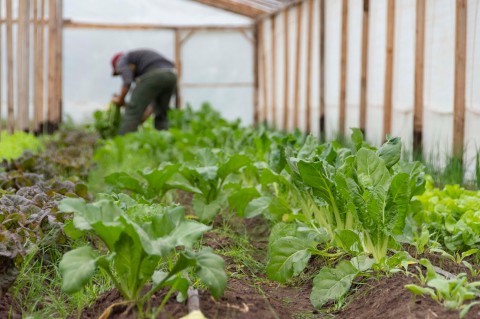 La unidad hortícola de Ingeniero Thompson tendrá un nuevo invernáculo 