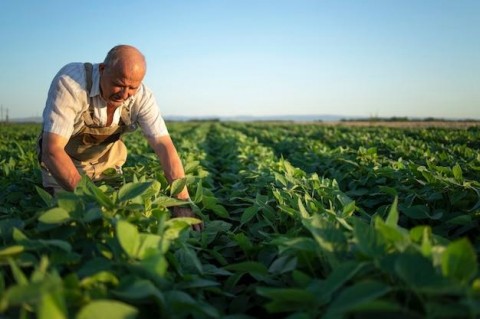 Charla abierta sobre fertilizantes y biológicos para la campaña de gruesa 