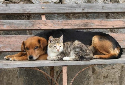 Charla sobre el programa de equilibrio poblacional de perros y gatos