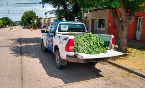 Imágenes de Un allanamiento por hurto terminó con la incautación de dos plantas de marihuana
