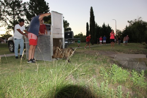 Un carpincho ingresó a la ciudad y fue trasladado al Paseo del Lago