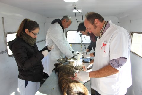 Nueva jornada de atención del Quirófano Móvil de mascotas 