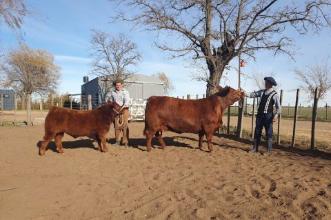 Una vaca de Tres Lomas es la mejor del mundo en su raza