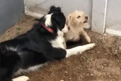 Un border collie cavó un túnel para reunirse con la perra que vive al lado