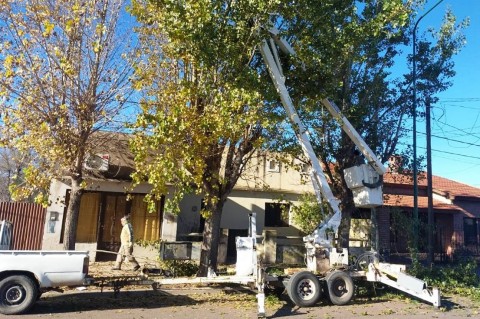 Comienza la temporada de poda de arbolado urbano