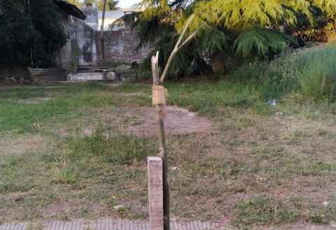 Rotura de plantas en el centro de la ciudad