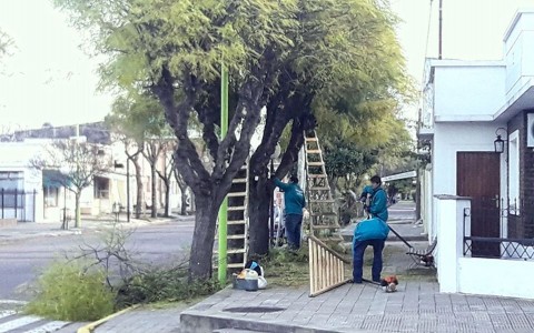 Comenzó la temporada de poda del arbolado urbano en Pellegrini