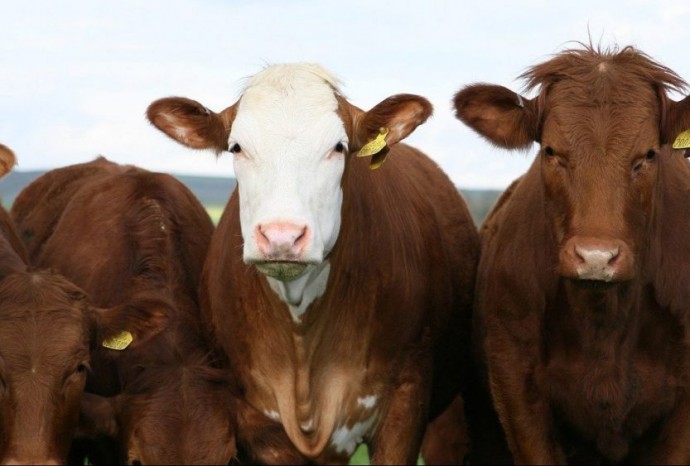 Jornada virtual sobre prevención de ETS en bovinos 