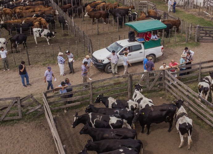 Bermejo & CIA Consignatarios anunció su 49° Remate de Hacienda