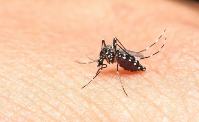 Medidas contra la proliferación de mosquitos