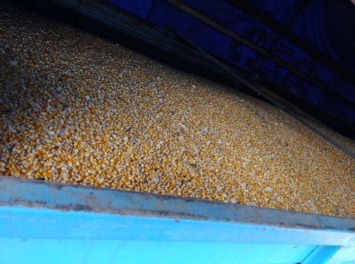 Interceptaron un transporte con seis toneladas de maíz sin carta de porte