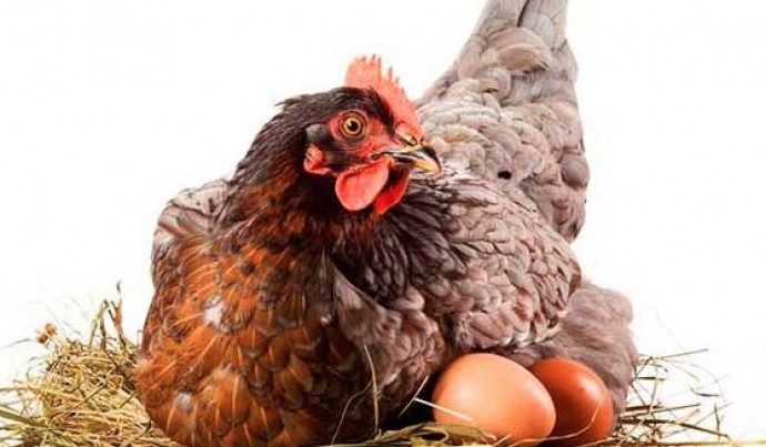 Entregarán gallinas ponedoras en Tres Lomas