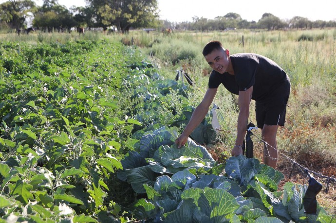 La unidad hortícola “Volver a la tierra” cosechó repollos gigantes