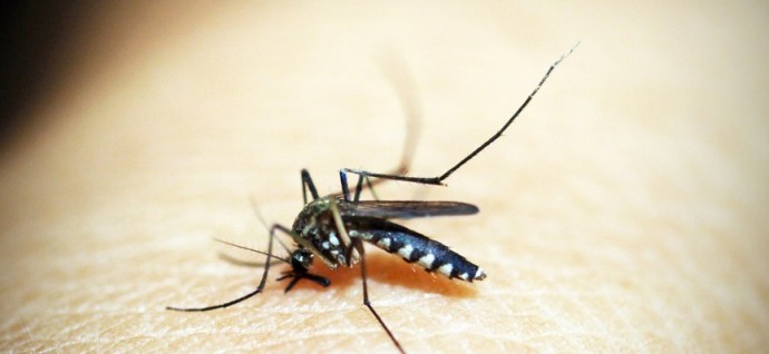 Continúa la fumigación terrestre contra mosquitos
