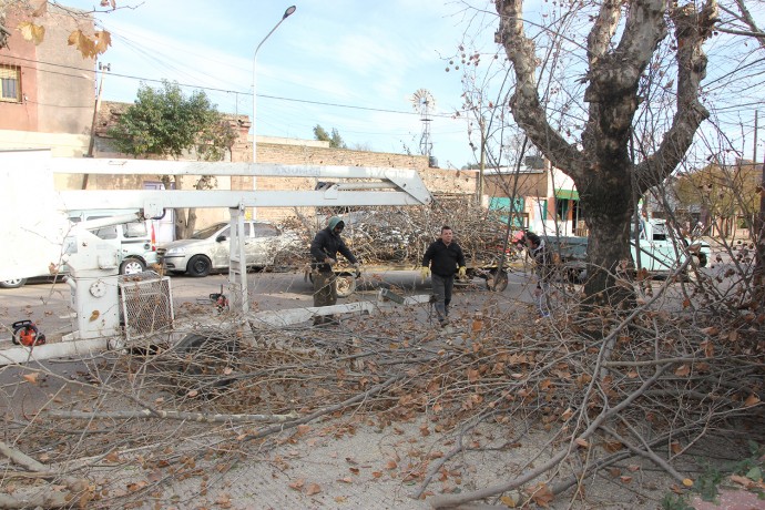 Siguiendo el plan de acción elaborado, avanza la poda del arbolado