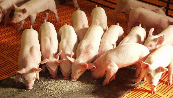 Llega la “Semana del Cerdo” a Salliqueló, Tres Lomas y Pellegrini