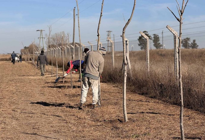 Culminó la primera etapa de forestación en la Planta de RSU