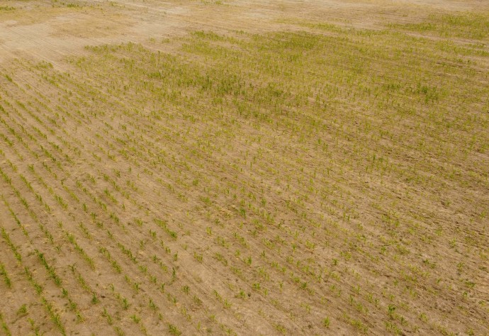 Tres Lomas insiste en que se declare la emergencia agropecuaria