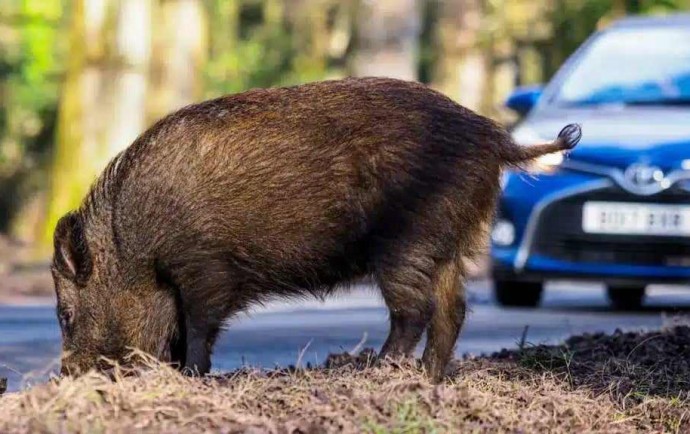 Alertan sobre la presencia de jabalíes en las rutas