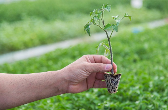 Invitan a un curso sobre el manejo del cultivo de tomate