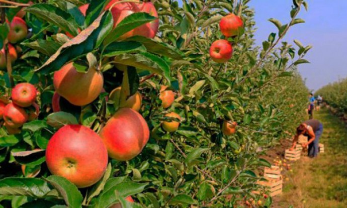 Convocatoria del programa de fomento a la fruticultura bonaerense